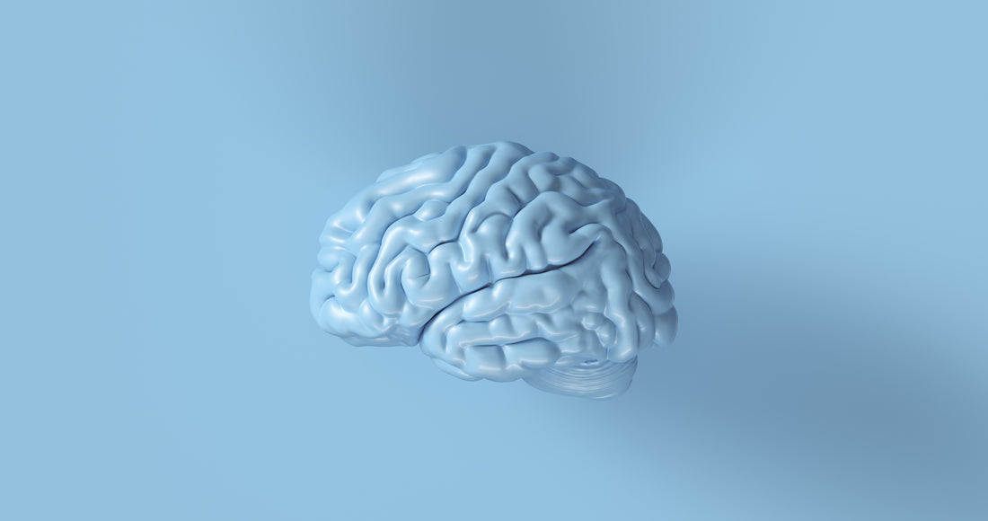 Nootropics Unlock Your Brain S True Potential Novomins Nutrition Nootropics Unlock Your Brain S True Potential Novomins Nutrition